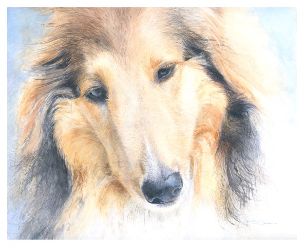 Image of Kassidy – Rough Collie by Paul Burns from Richmond